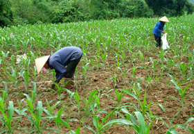 Xã Hương Nhượng mở rộng diện tích trồng ngô lai cho năng suất cao.